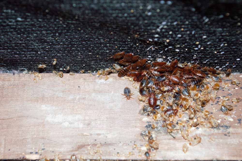 bed bugs in wooden frame Sarasota, FL