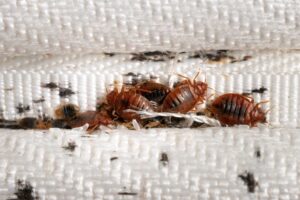 bed filled with bed bugs