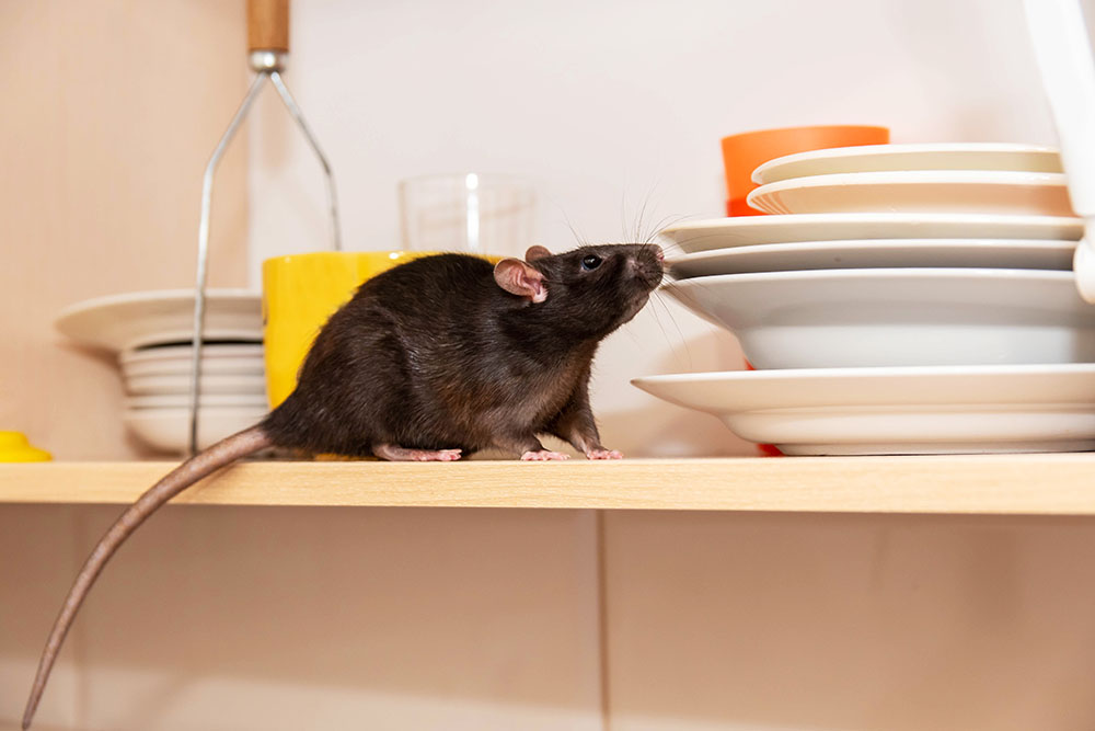 Rat,Crawls,In,The,Kitchen,On,Dishes,And,Looking,For