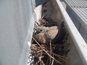 critter nest in roof gutters