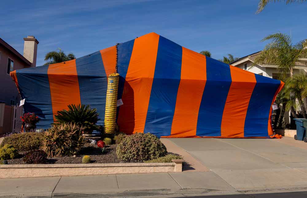 PestWise technicians installing the fumigation tent