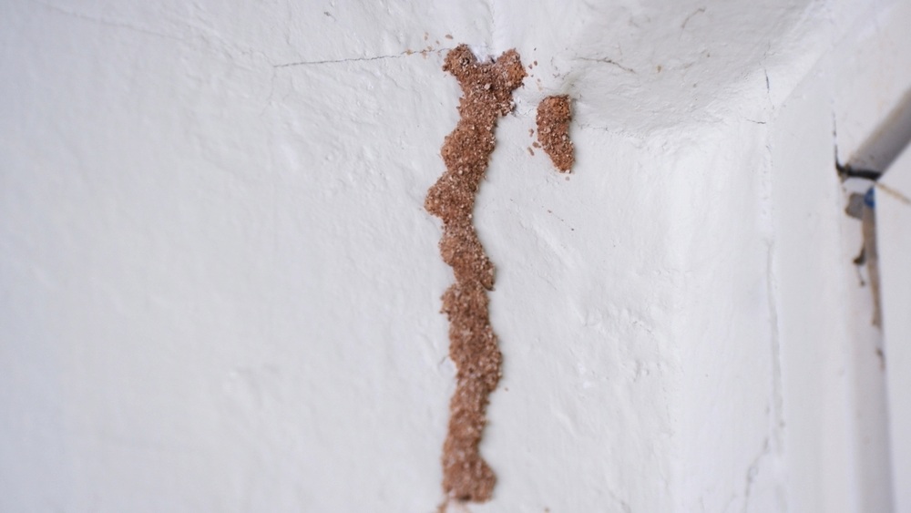 termites in a wall