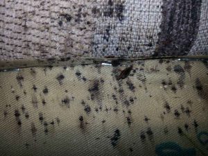 bedbug-ridden furniture