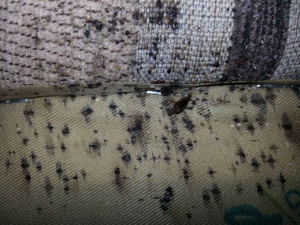 bedbug-ridden furniture