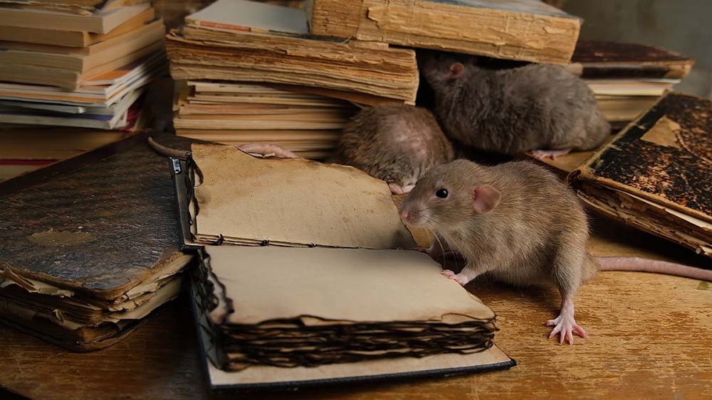rats in the attic