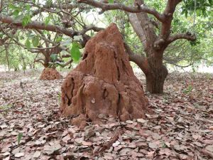 termite hive