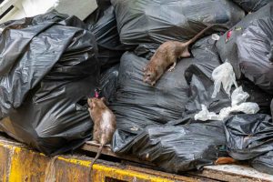 rats around a residential trash bin