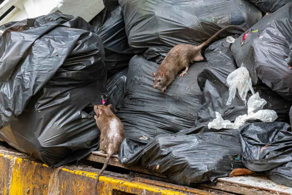 rats around a residential trash bin